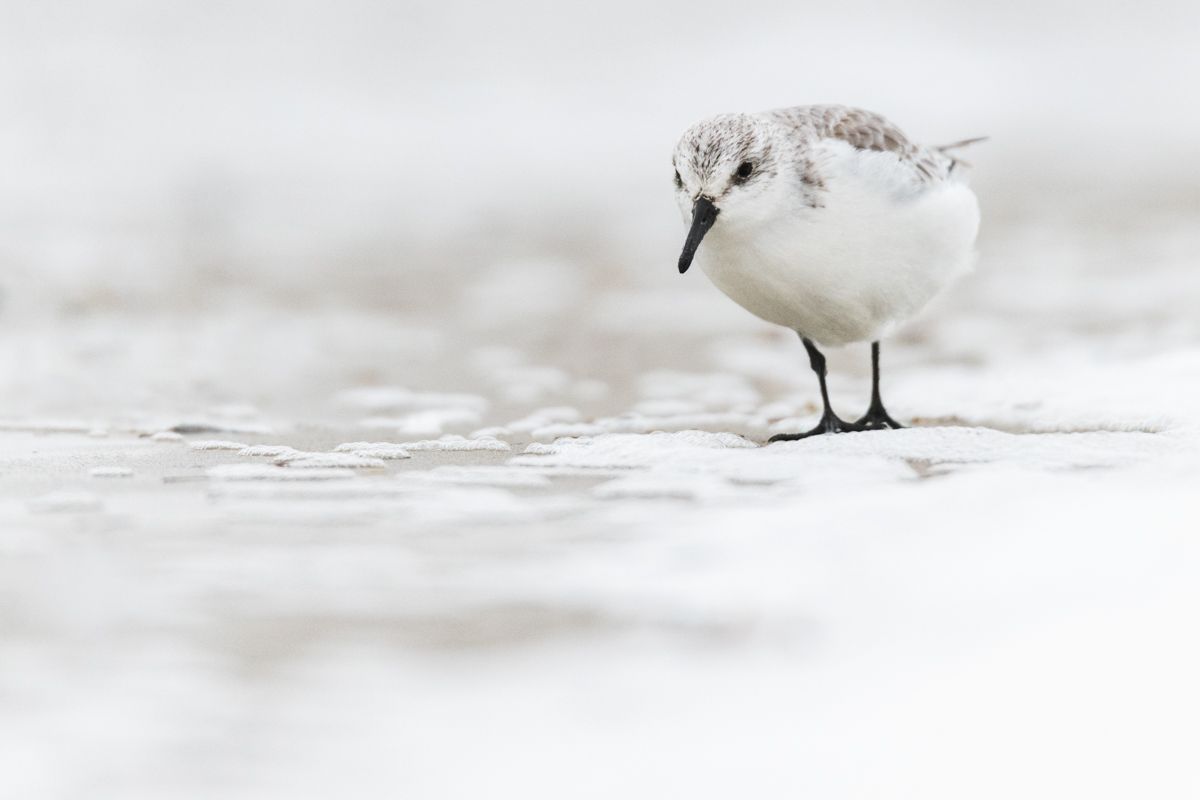 Galerie mit Vogelfotos von Limikolen, fotografiert von Naturfotograf Nicolas Stettler..