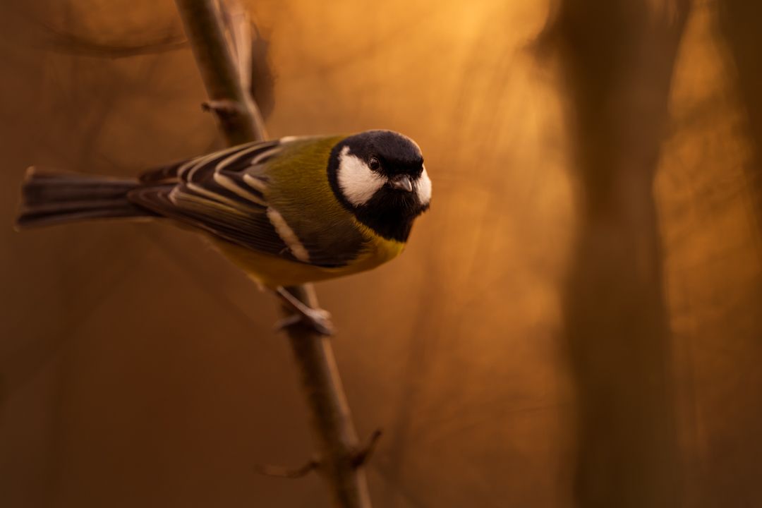 Tierfotos Beispiele mit der Nikon Z9 und dem 400mm 2.8.