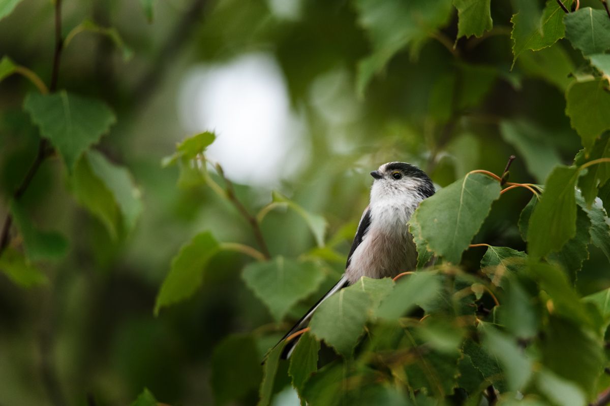 Gallery of songbirds, photographed by nature photographer Nicolas Stettler.