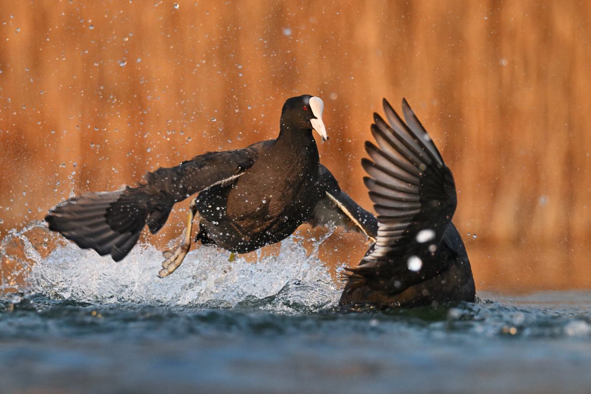 Gallery of water birds images of nature photographer Nicolas Stettler.