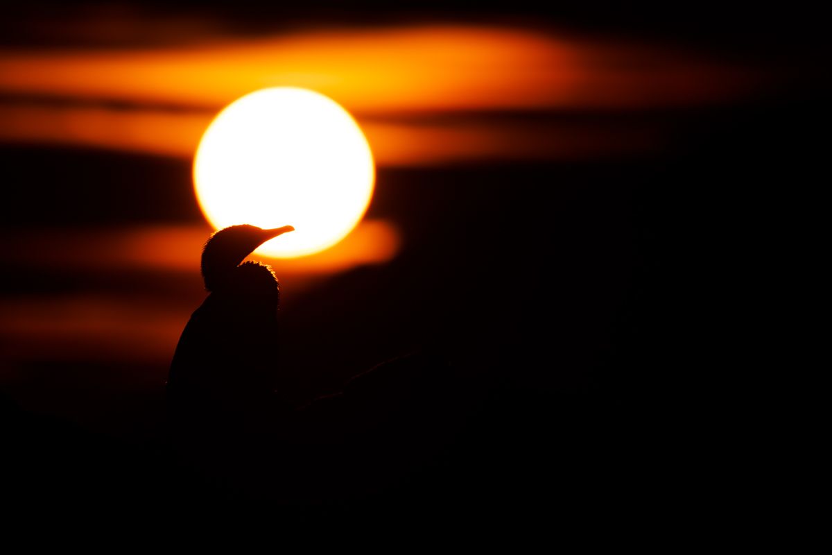 Gallery of water birds images of nature photographer Nicolas Stettler.