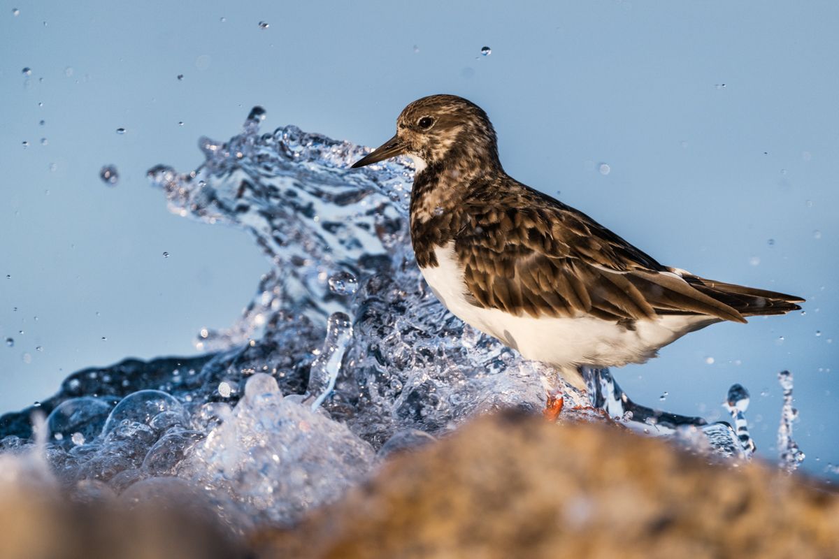 Galerie mit Vogelfotos von Limikolen, fotografiert von Naturfotograf Nicolas Stettler..