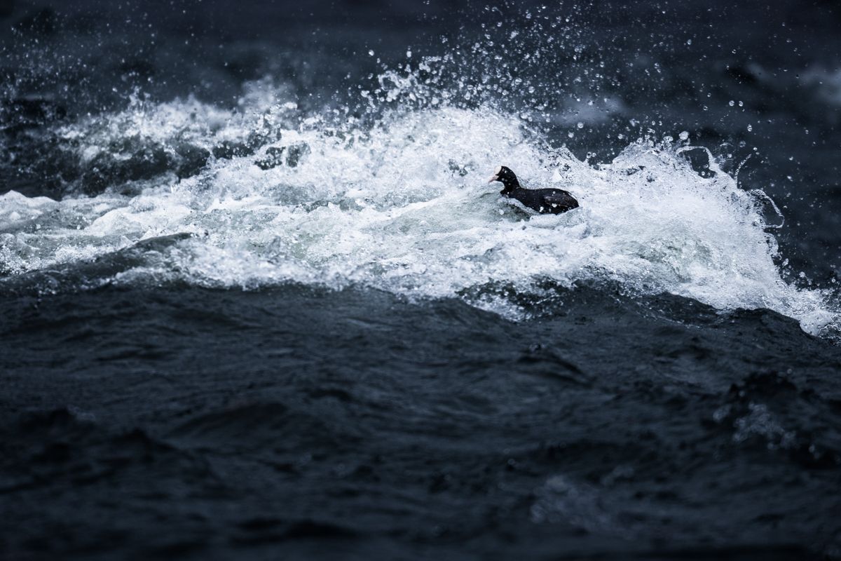 Gallery of water birds images of nature photographer Nicolas Stettler.