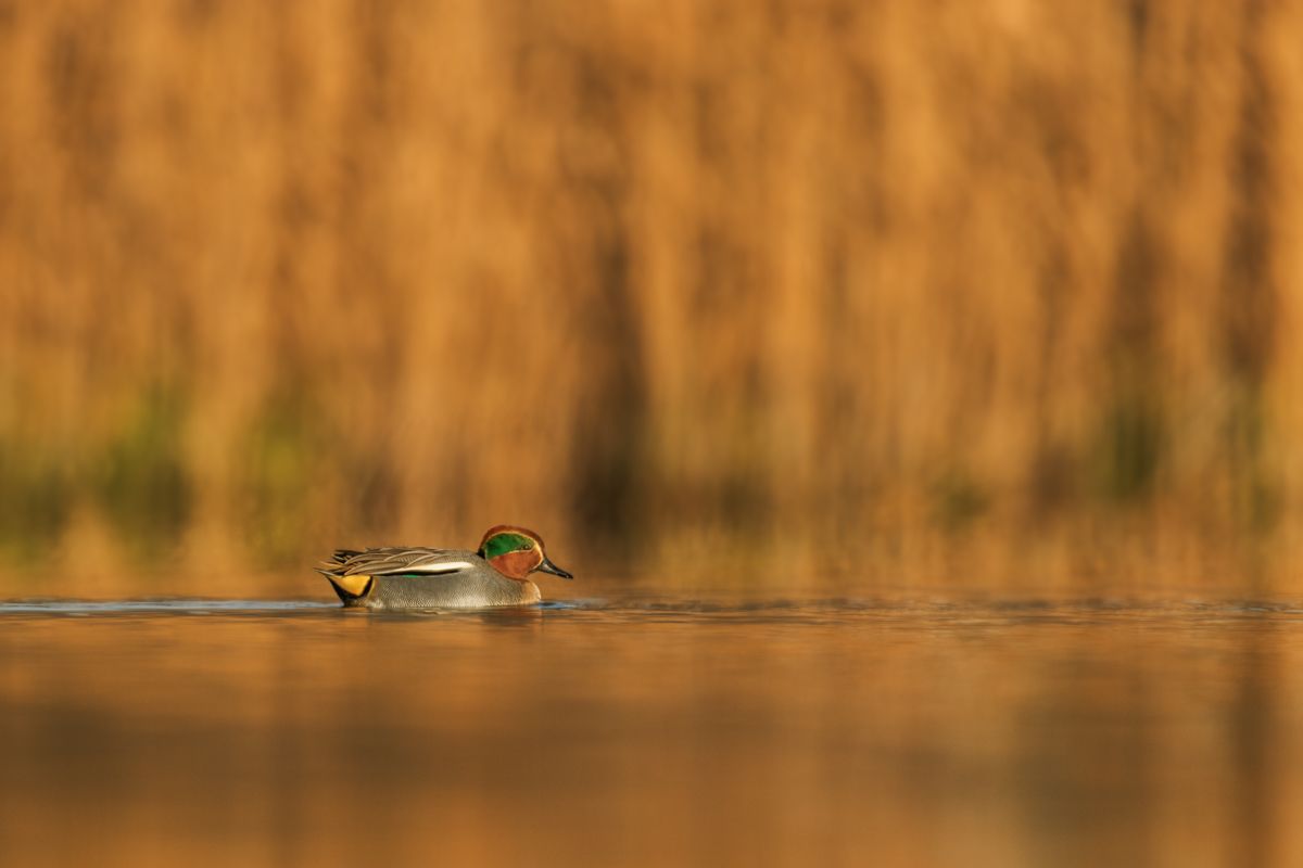 Galerie mit Vogelfotos von Wasservögeln, fotografiert von Naturfotograf Nicolas Stettler..