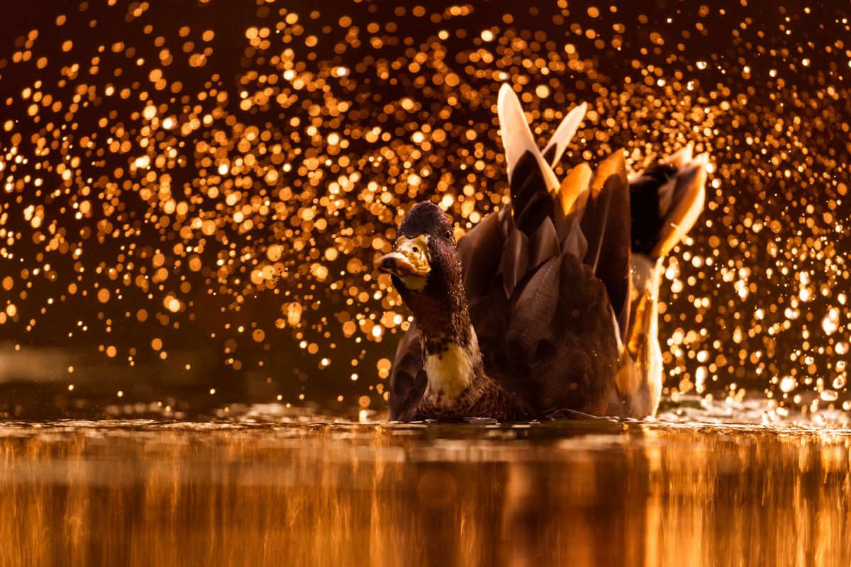 Galerie mit Vogelfotos von Wasservögeln, fotografiert von Naturfotograf Nicolas Stettler..