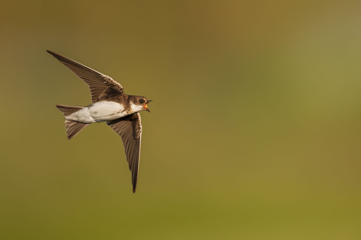 Gallery of swifts and swallows, photographed by nature photographer Nicolas Stettler.