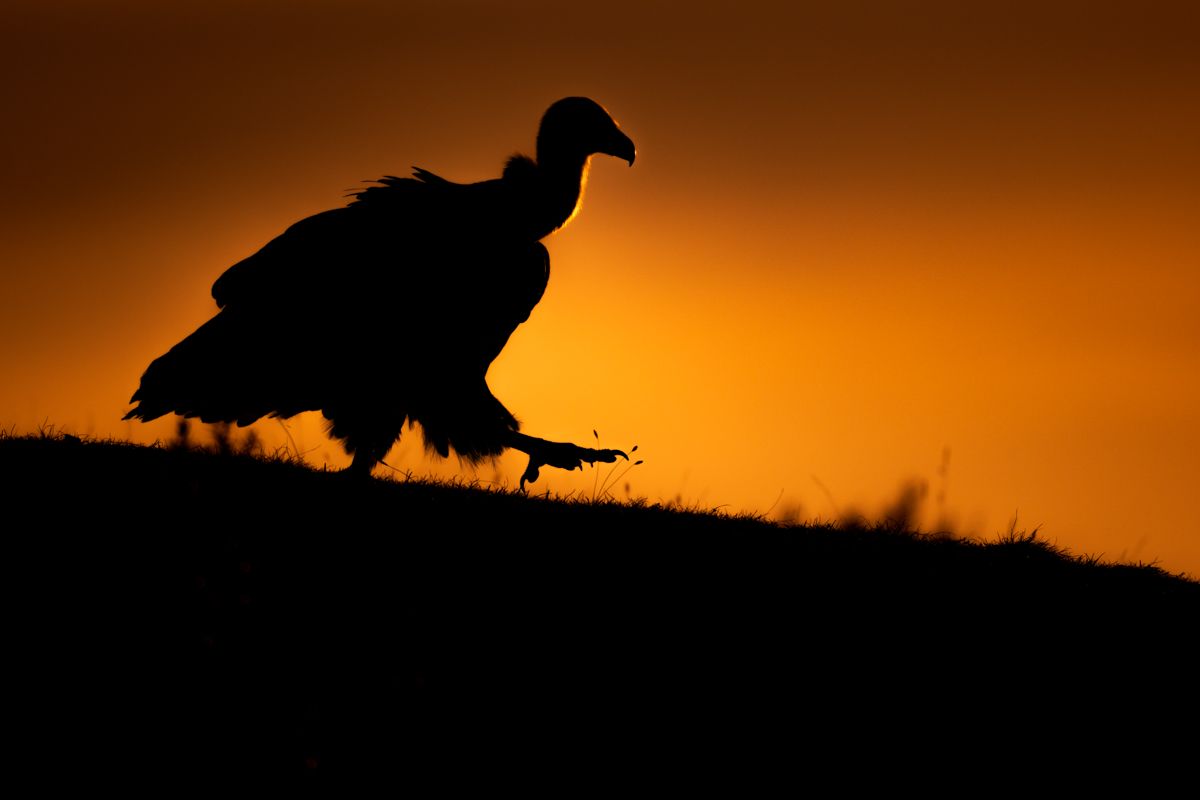 Galerie mit Fotos von Greifvögeln, fotografiert von Naturfotograf Nicolas Stettler.