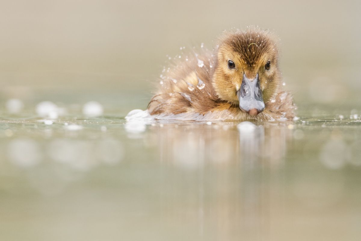 Galerie mit Vogelfotos von Wasservögeln, fotografiert von Naturfotograf Nicolas Stettler..