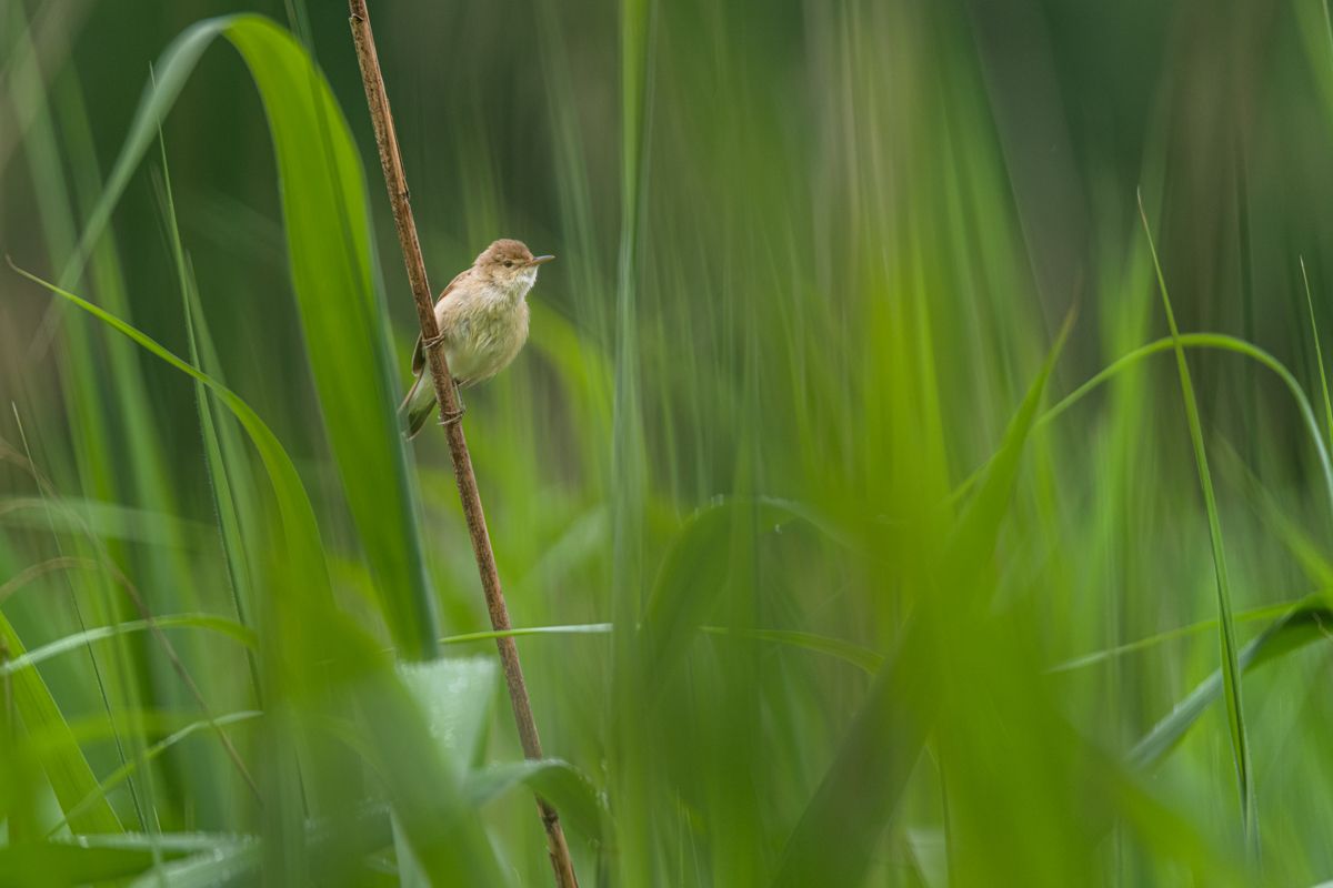 Gallery of songbirds, photographed by nature photographer Nicolas Stettler.