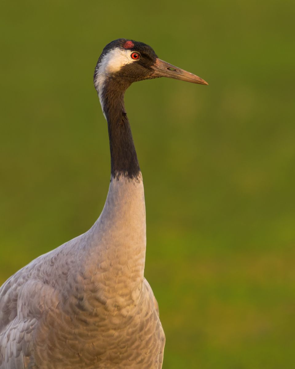 Galerie von diversen Vogelarten, fotografiert von Naturfotograf Nicolas Stettler.