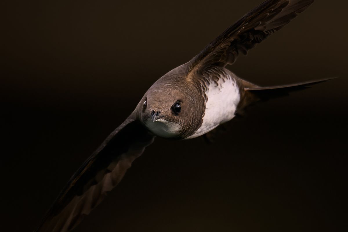 Galerie mit Vogelfotos von Seevögelb, fotografiert von Naturfotograf Nicolas Stettler..