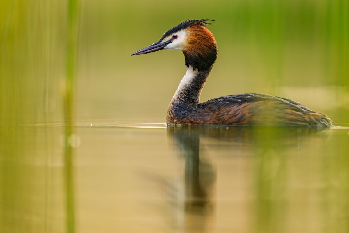 Gallery of water birds images of nature photographer Nicolas Stettler.