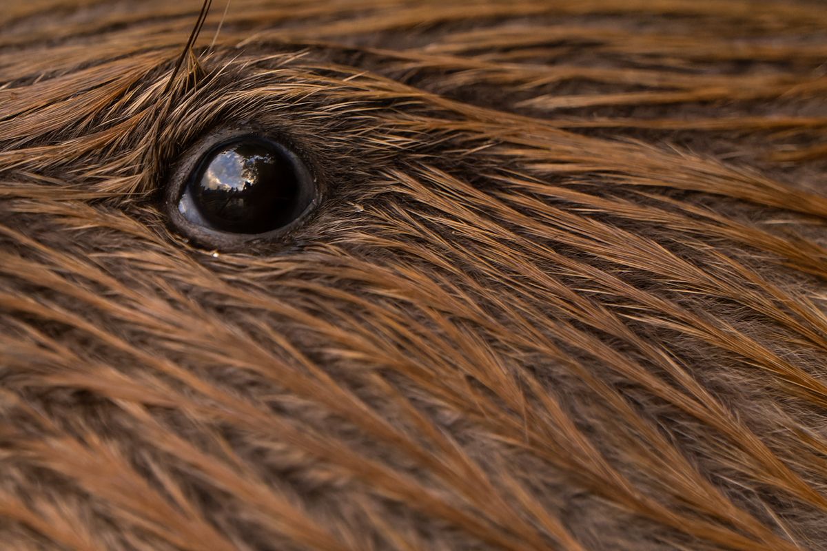 Gallery of fish, photographed by nature photographer Nicolas Stettler.