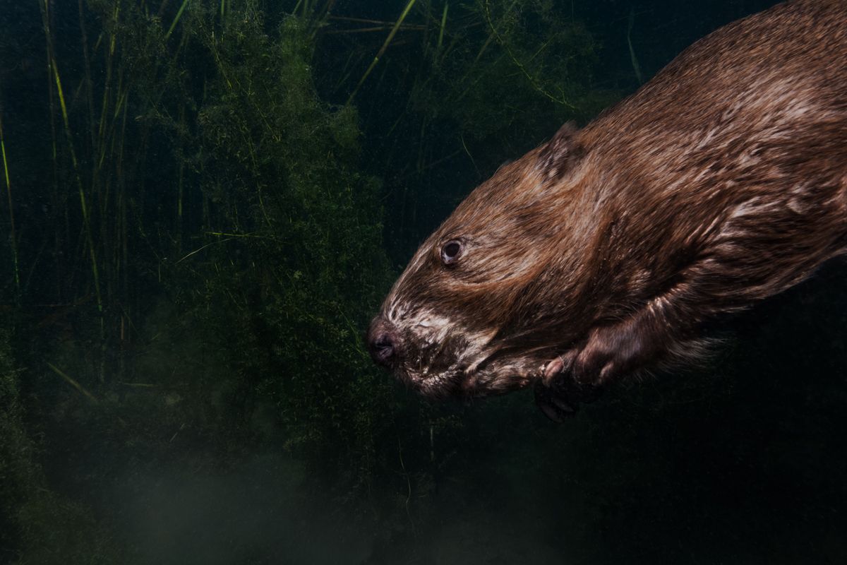 Gallery of fish, photographed by nature photographer Nicolas Stettler.