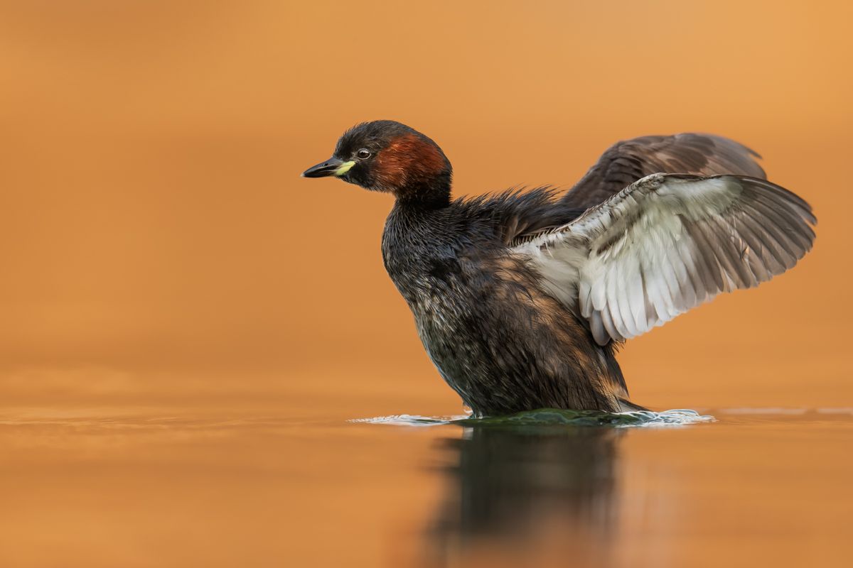 Galerie mit Vogelfotos von Wasservögeln, fotografiert von Naturfotograf Nicolas Stettler..