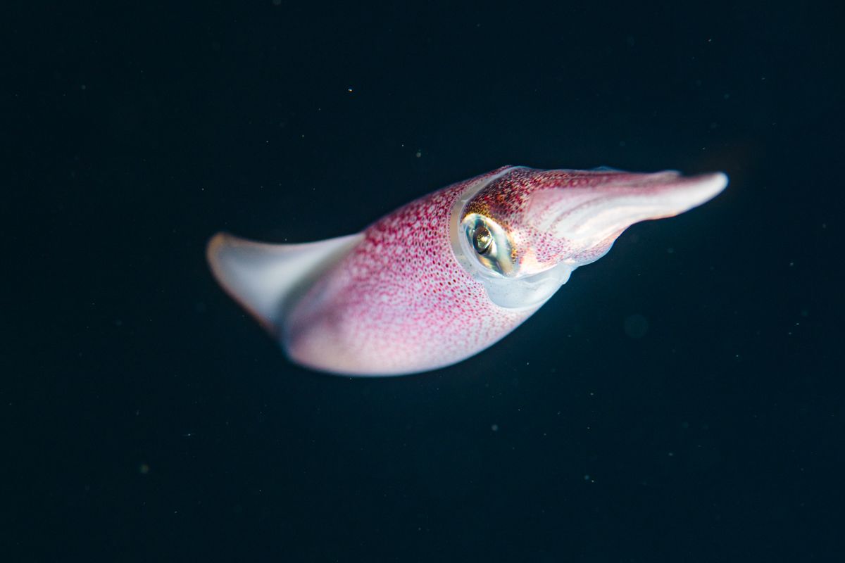 Galerie mit Fotos von Fische, fotografiert von Naturfotograf Nicolas Stettler..