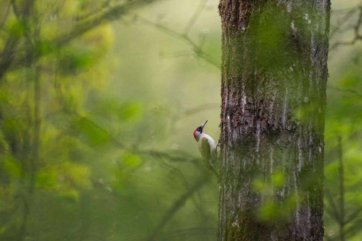 Gallery of songbirds, photographed by nature photographer Nicolas Stettler.