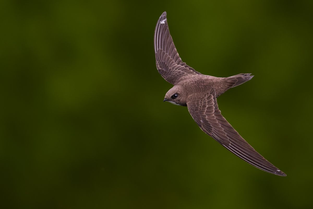 Gallery of swifts and swallows, photographed by nature photographer Nicolas Stettler.