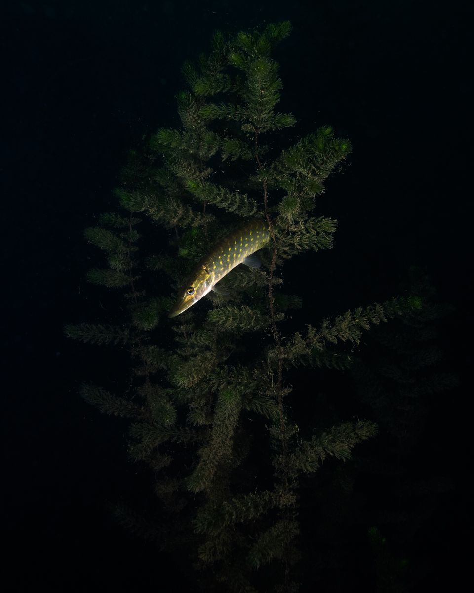 Gallery of fish, photographed by nature photographer Nicolas Stettler.