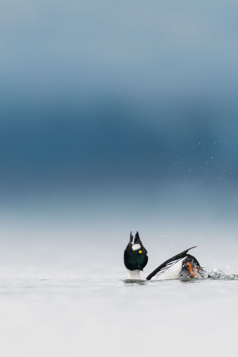 Galerie mit Vogelfotos von Wasservögeln, fotografiert von Naturfotograf Nicolas Stettler..