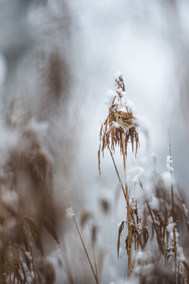 Gallery of songbirds, photographed by nature photographer Nicolas Stettler.