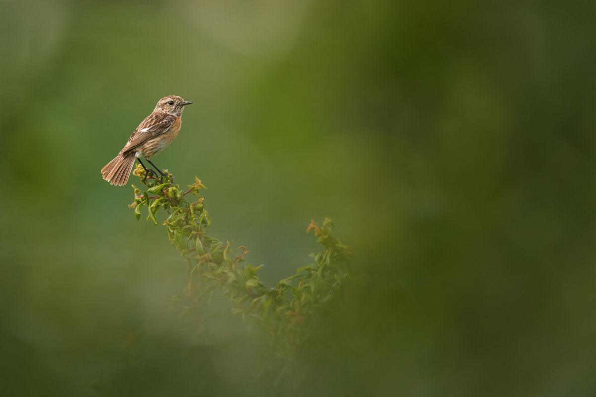 Gallery of songbirds, photographed by nature photographer Nicolas Stettler.