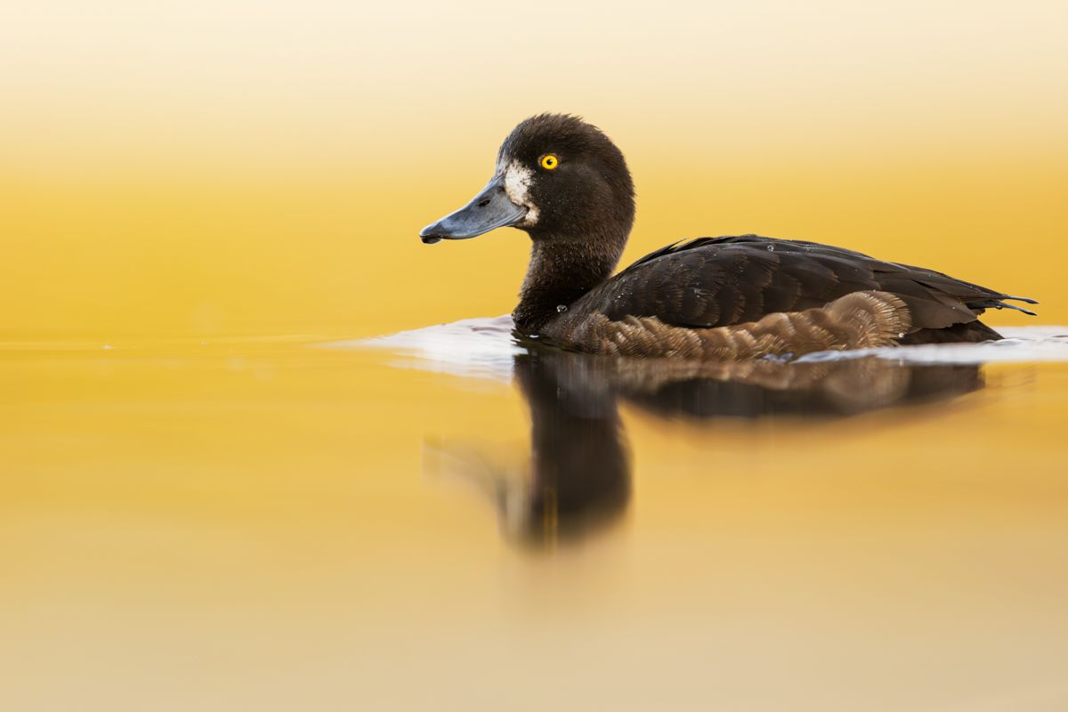 Galerie mit Vogelfotos von Wasservögeln, fotografiert von Naturfotograf Nicolas Stettler..