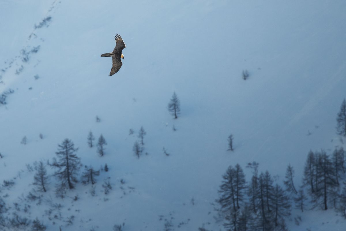 Galerie mit Fotos von Greifvögeln, fotografiert von Naturfotograf Nicolas Stettler.