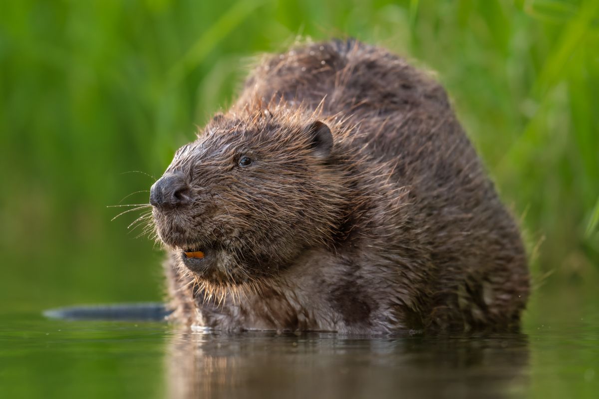 Gallery of fish, photographed by nature photographer Nicolas Stettler.