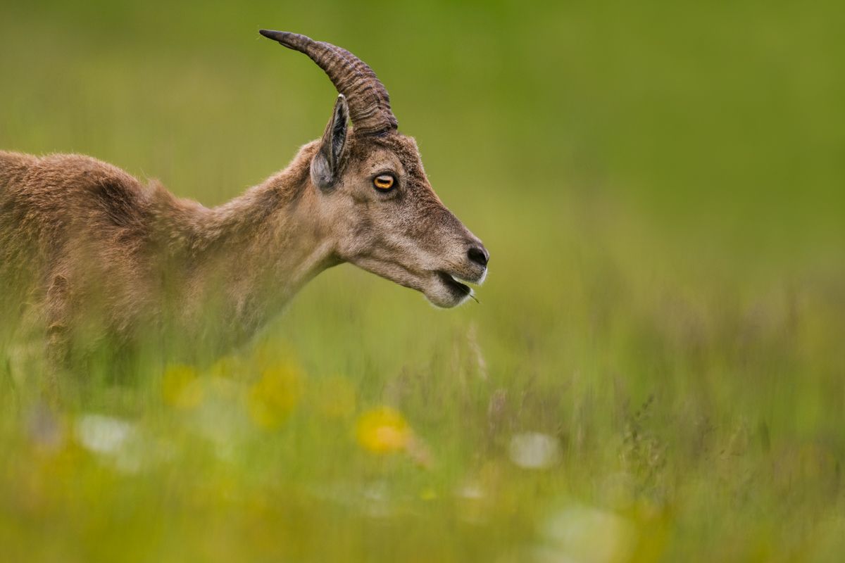 Galerie mit Biber Fotos, fotografiert von Naturfotograf Nicolas Stettler.