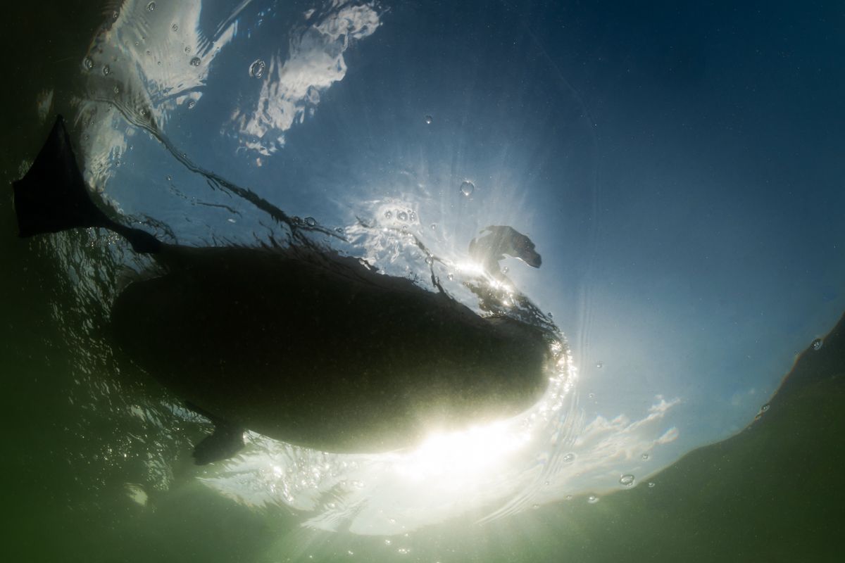 Gallery of water birds images of nature photographer Nicolas Stettler.