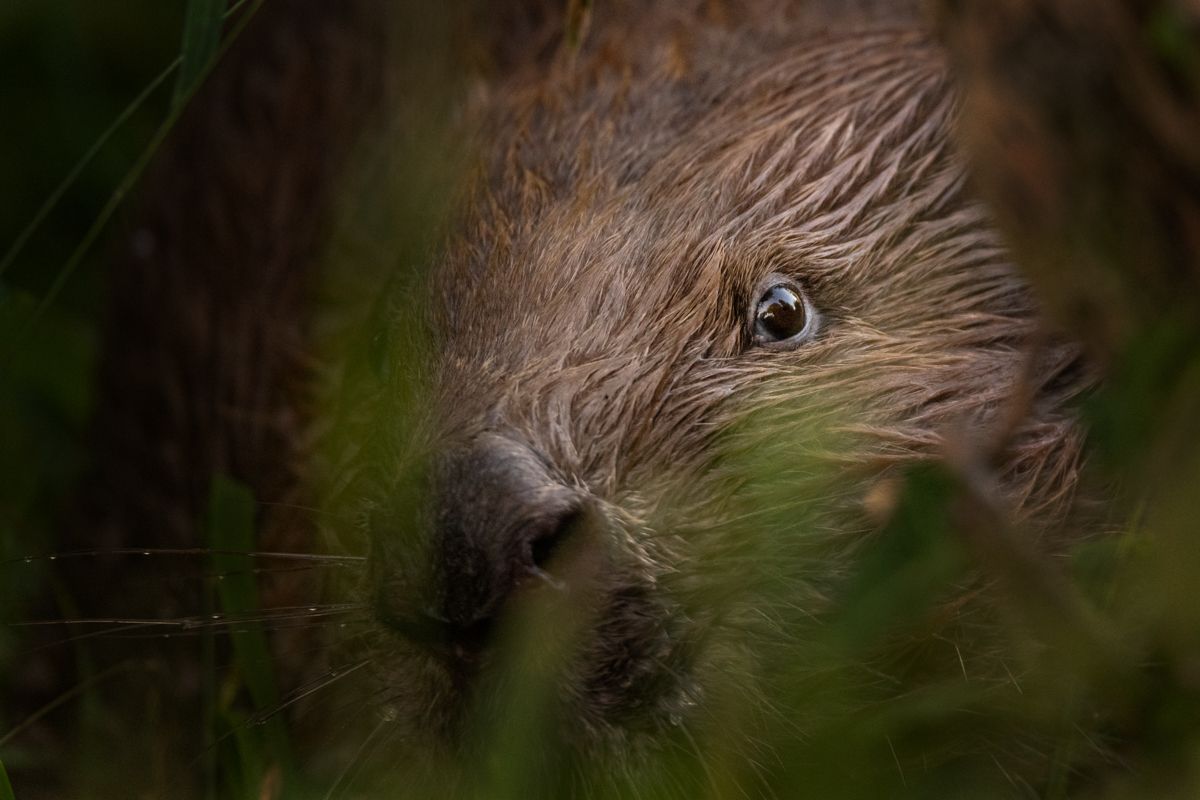 Gallery of fish, photographed by nature photographer Nicolas Stettler.