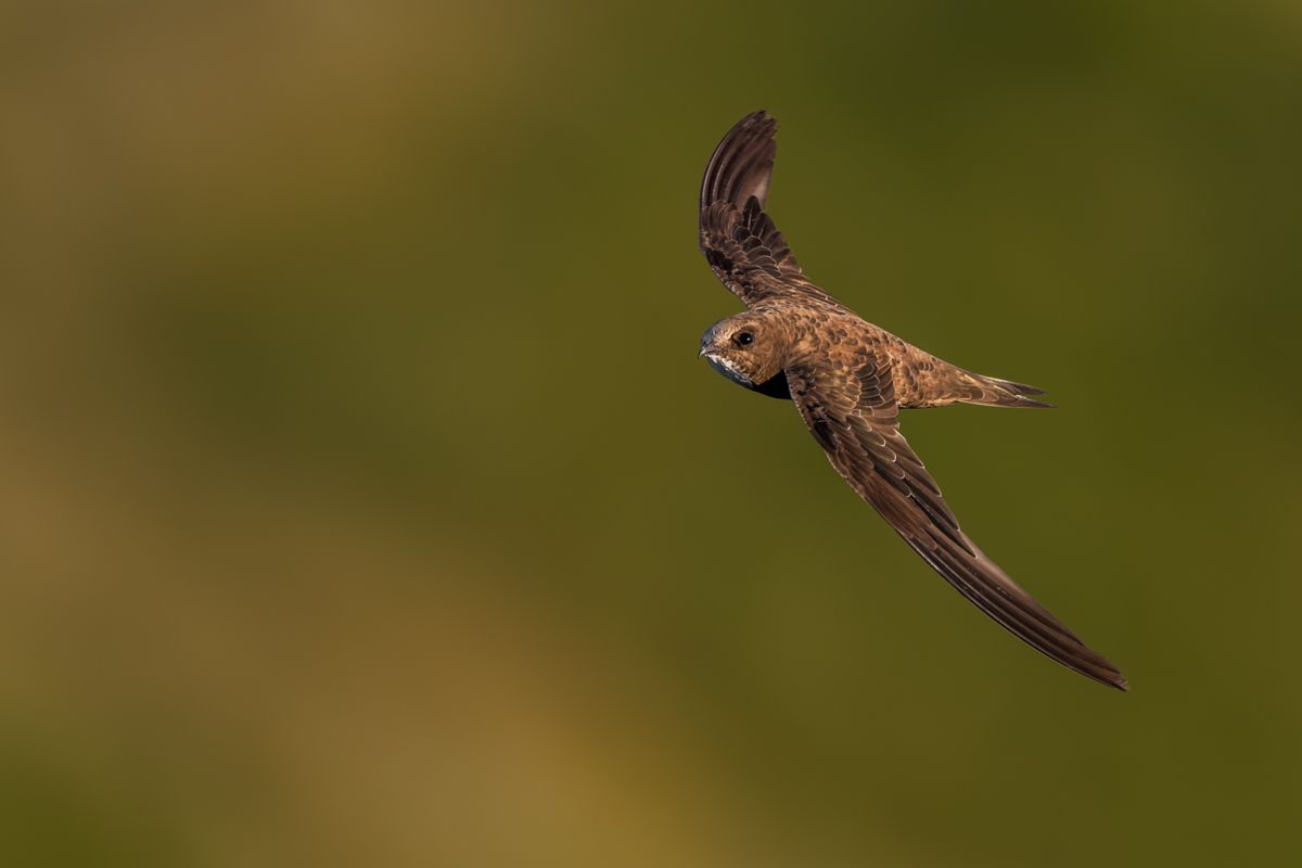 Gallery of swifts and swallows, photographed by nature photographer Nicolas Stettler.