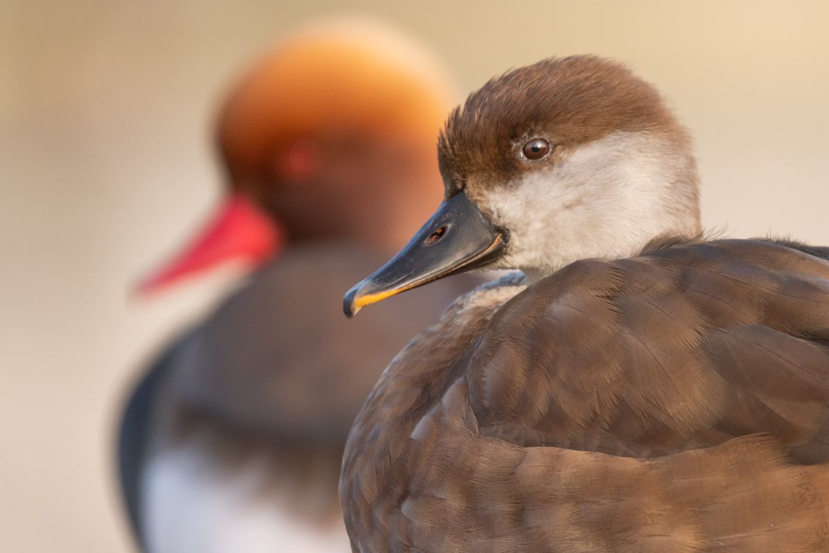 Gallery of water birds images of nature photographer Nicolas Stettler.