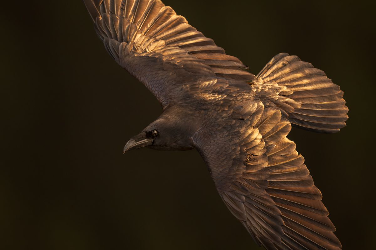 Gallery of songbirds, photographed by nature photographer Nicolas Stettler.