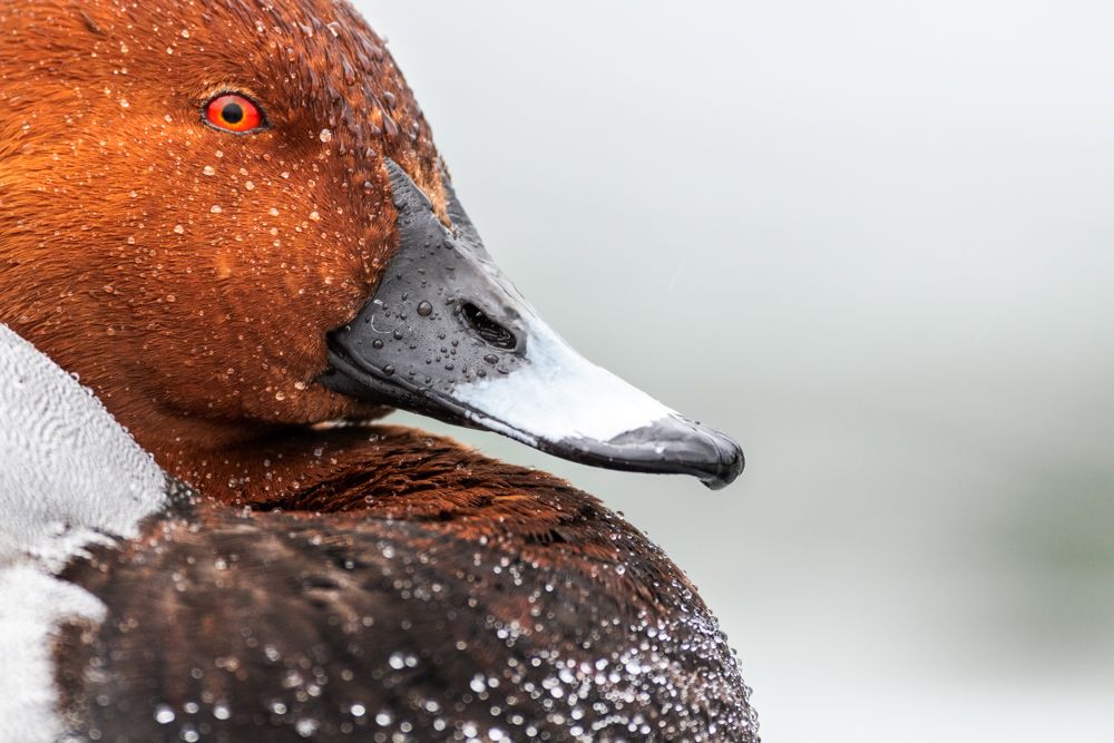 Pochards are often found in larger harbours together with tufted ducks.