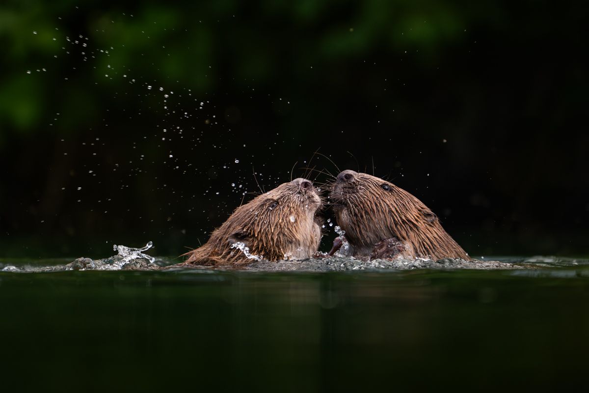 Gallery of fish, photographed by nature photographer Nicolas Stettler.