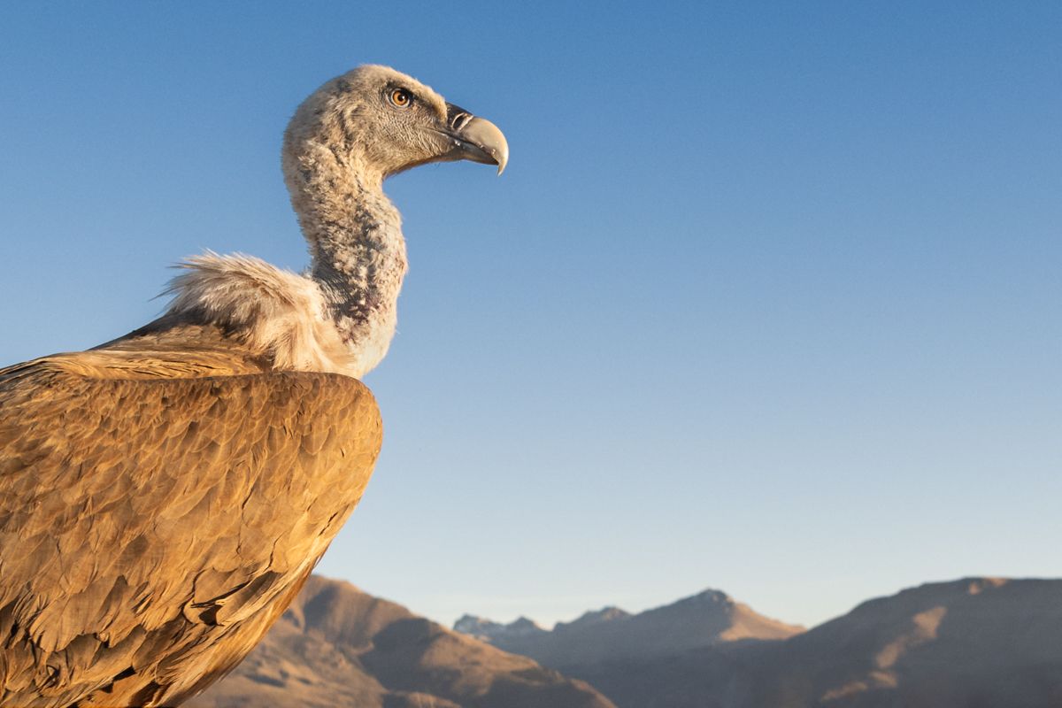 Portfolio von Naturfotograf Nicolas Stettler.