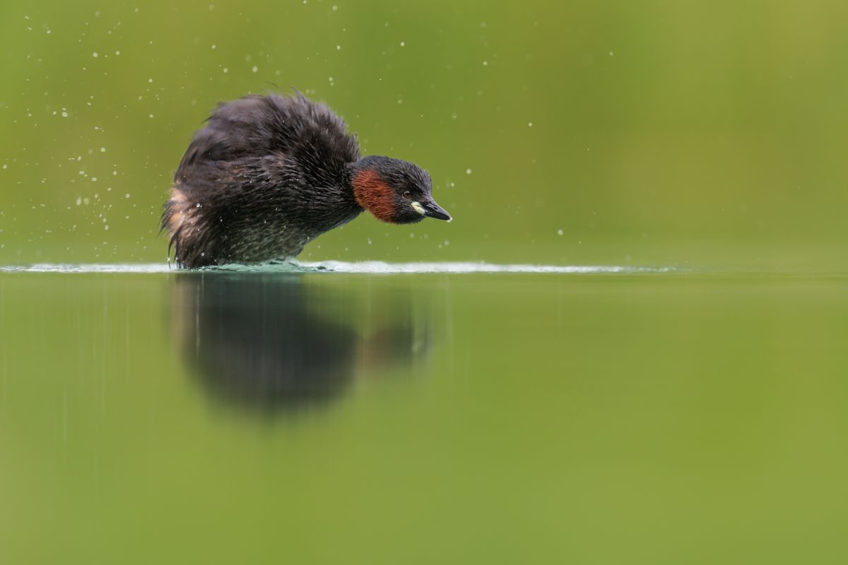 Gallery of water birds images of nature photographer Nicolas Stettler.