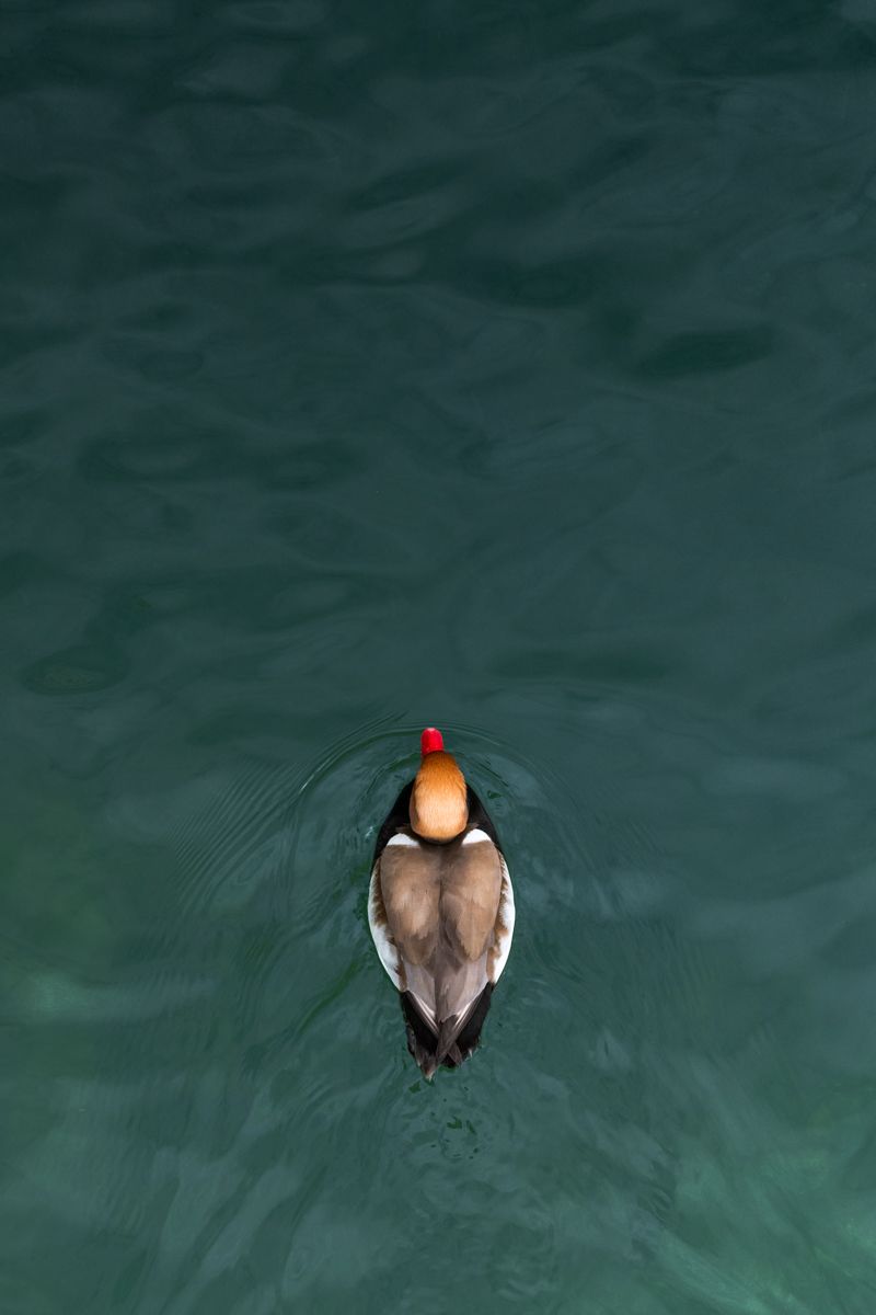 Gallery of water birds images of nature photographer Nicolas Stettler.