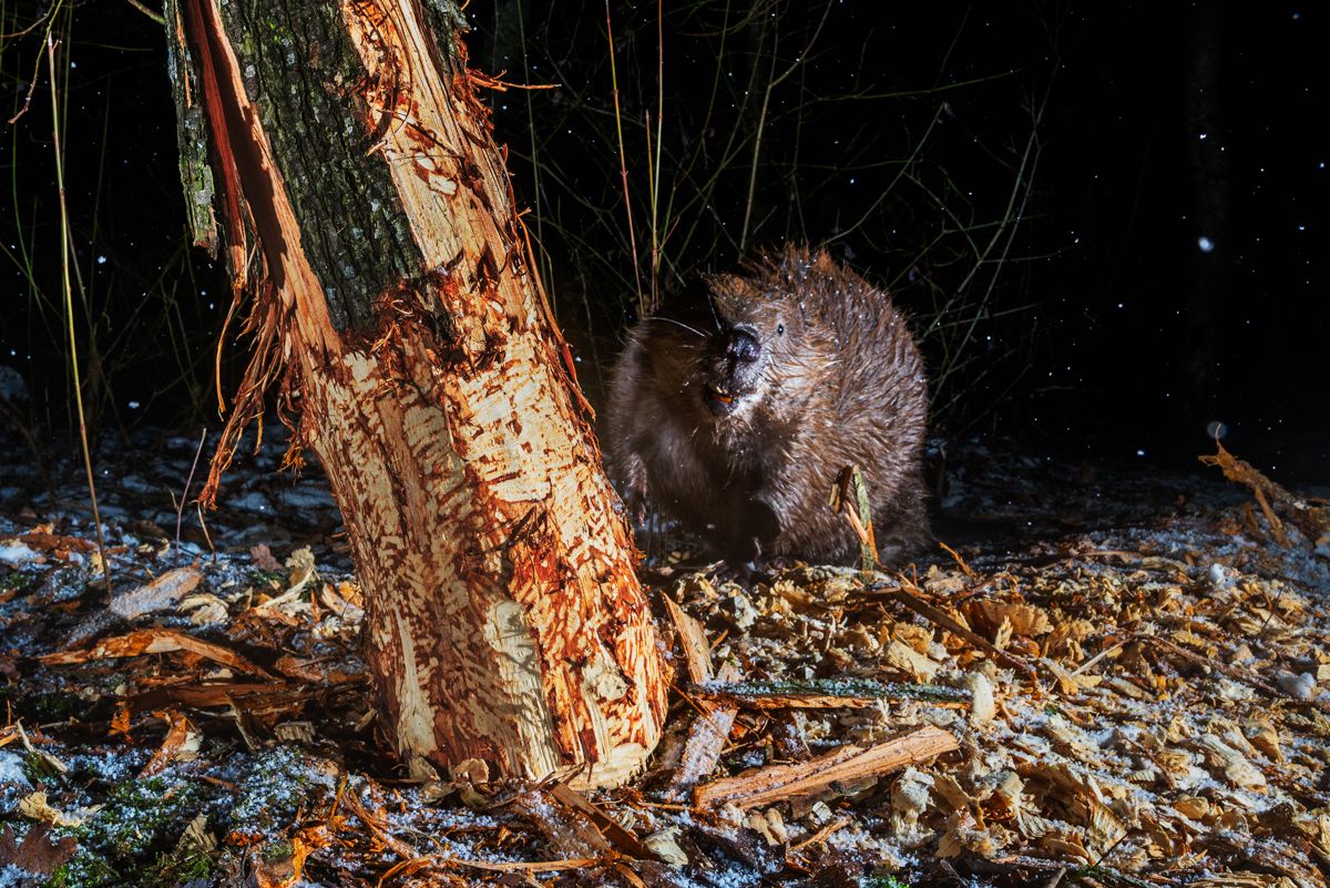 Gallery of fish, photographed by nature photographer Nicolas Stettler.