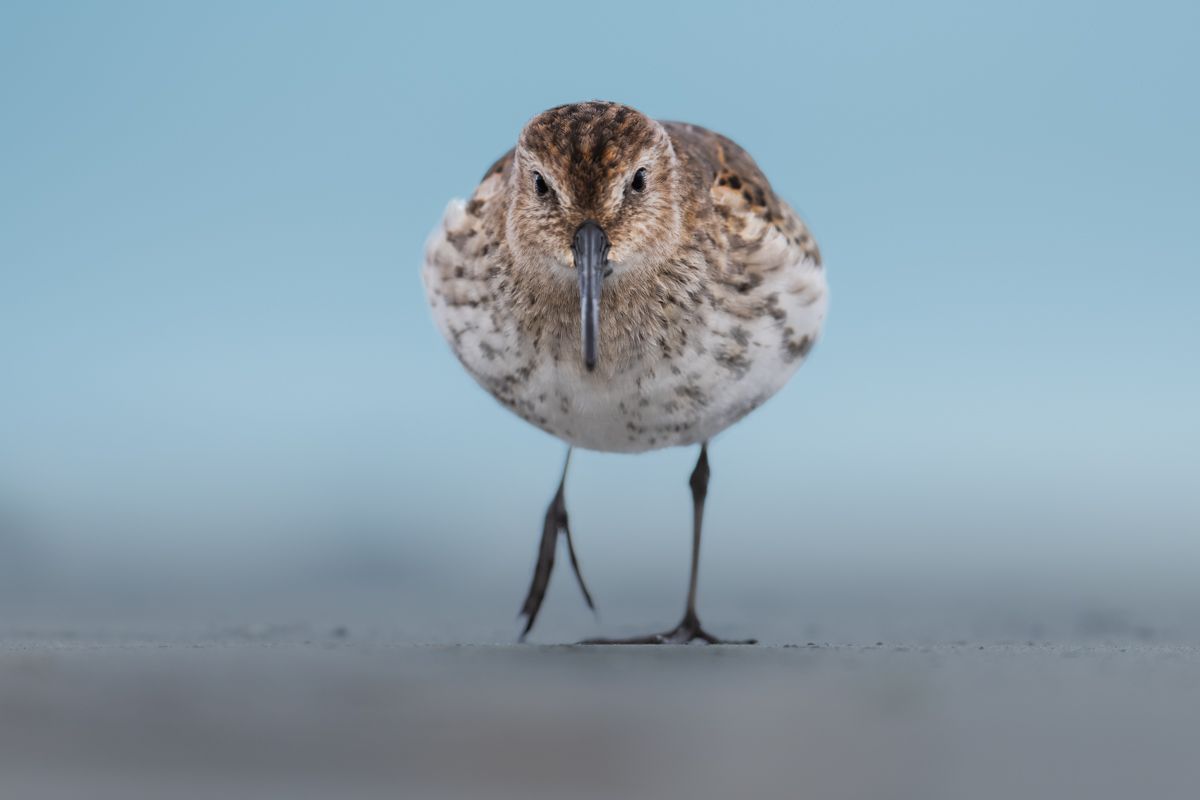 Galerie mit Vogelfotos von Limikolen, fotografiert von Naturfotograf Nicolas Stettler..