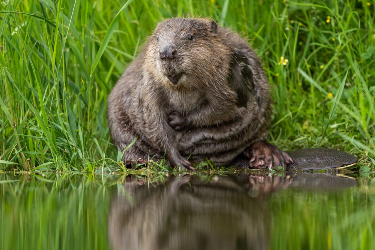 Gallery of fish, photographed by nature photographer Nicolas Stettler.