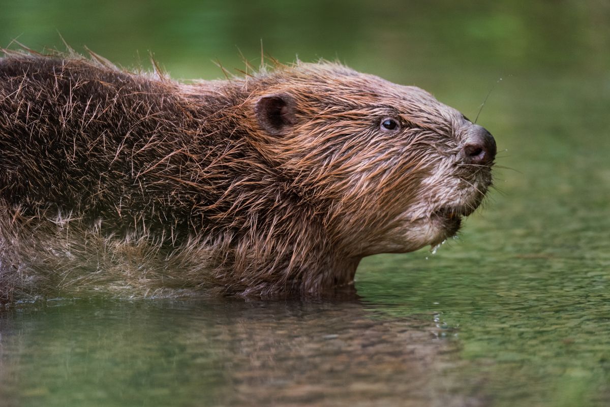 Gallery of fish, photographed by nature photographer Nicolas Stettler.