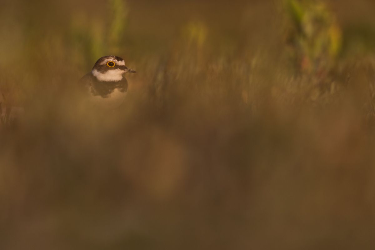 Galerie mit Vogelfotos von Limikolen, fotografiert von Naturfotograf Nicolas Stettler..