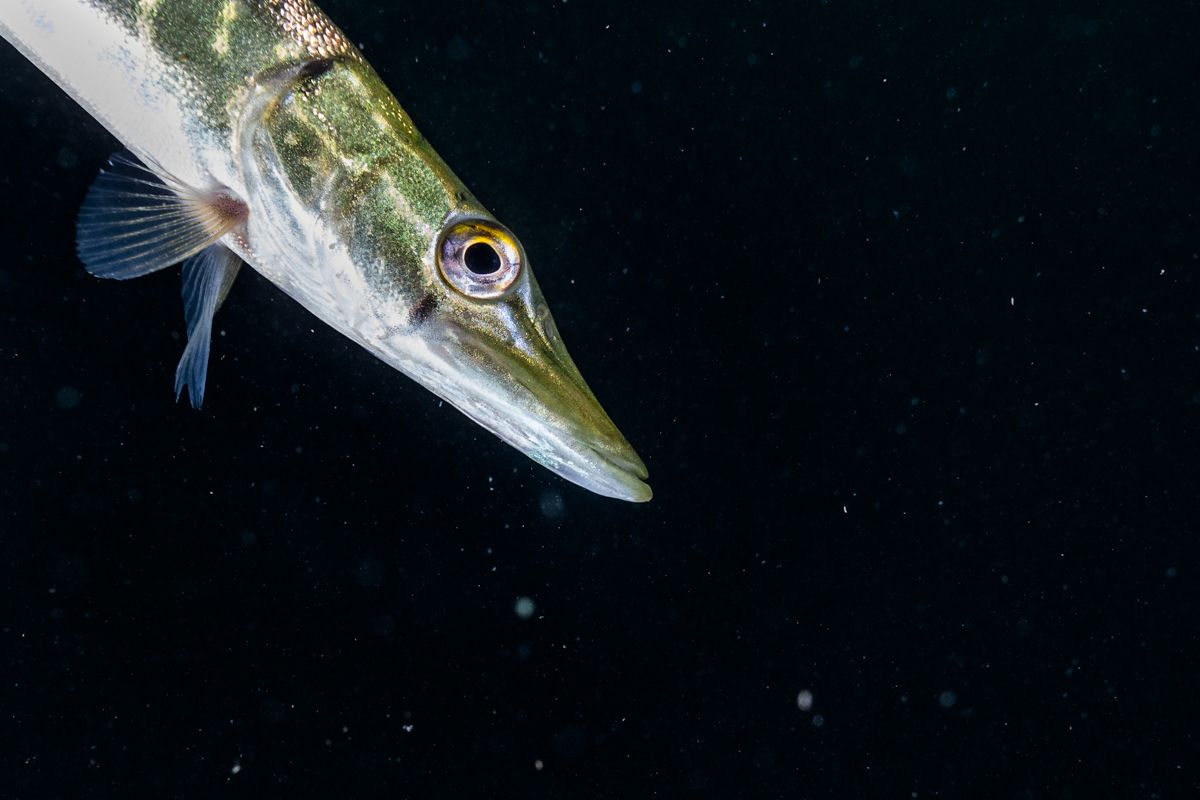 Galerie mit Fotos von Fische, fotografiert von Naturfotograf Nicolas Stettler..