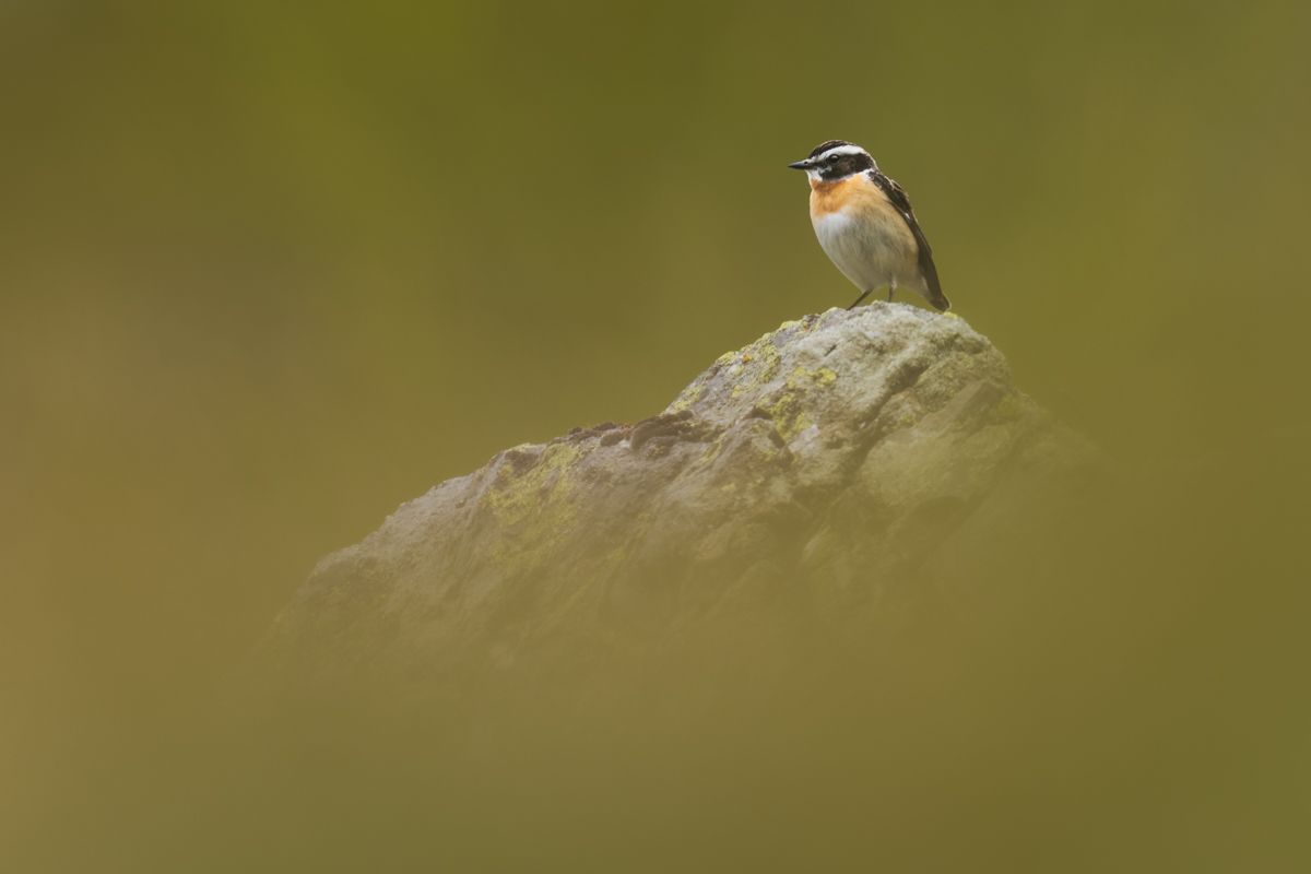 Gallery of songbirds, photographed by nature photographer Nicolas Stettler.