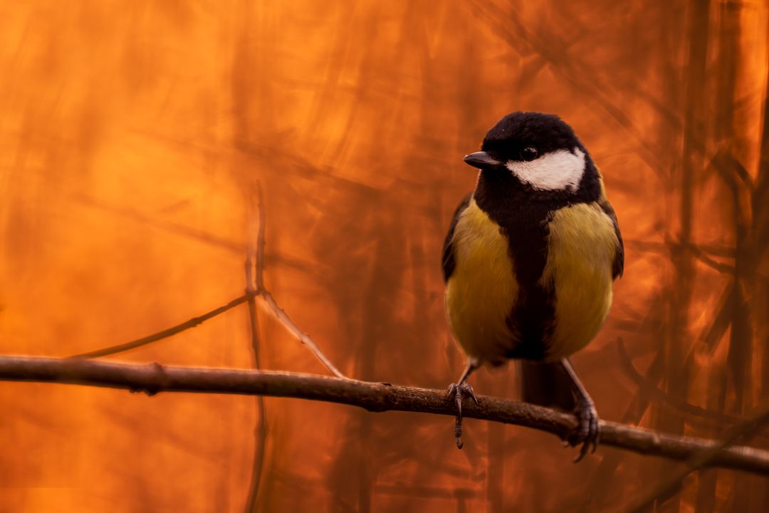 Tierfotos Beispiele mit der Nikon Z9 und dem 400mm 2.8.