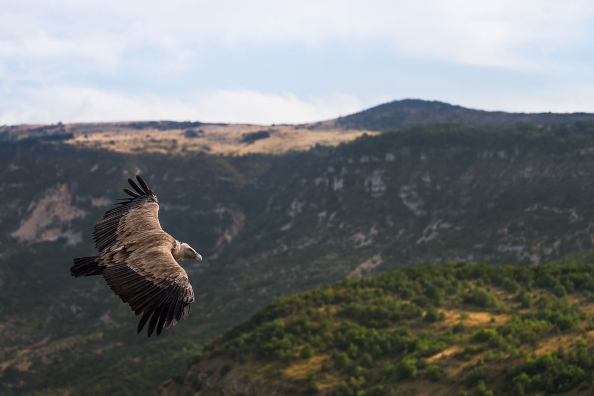 Gallery of raptor images of nature photographer Nicolas Stettler.