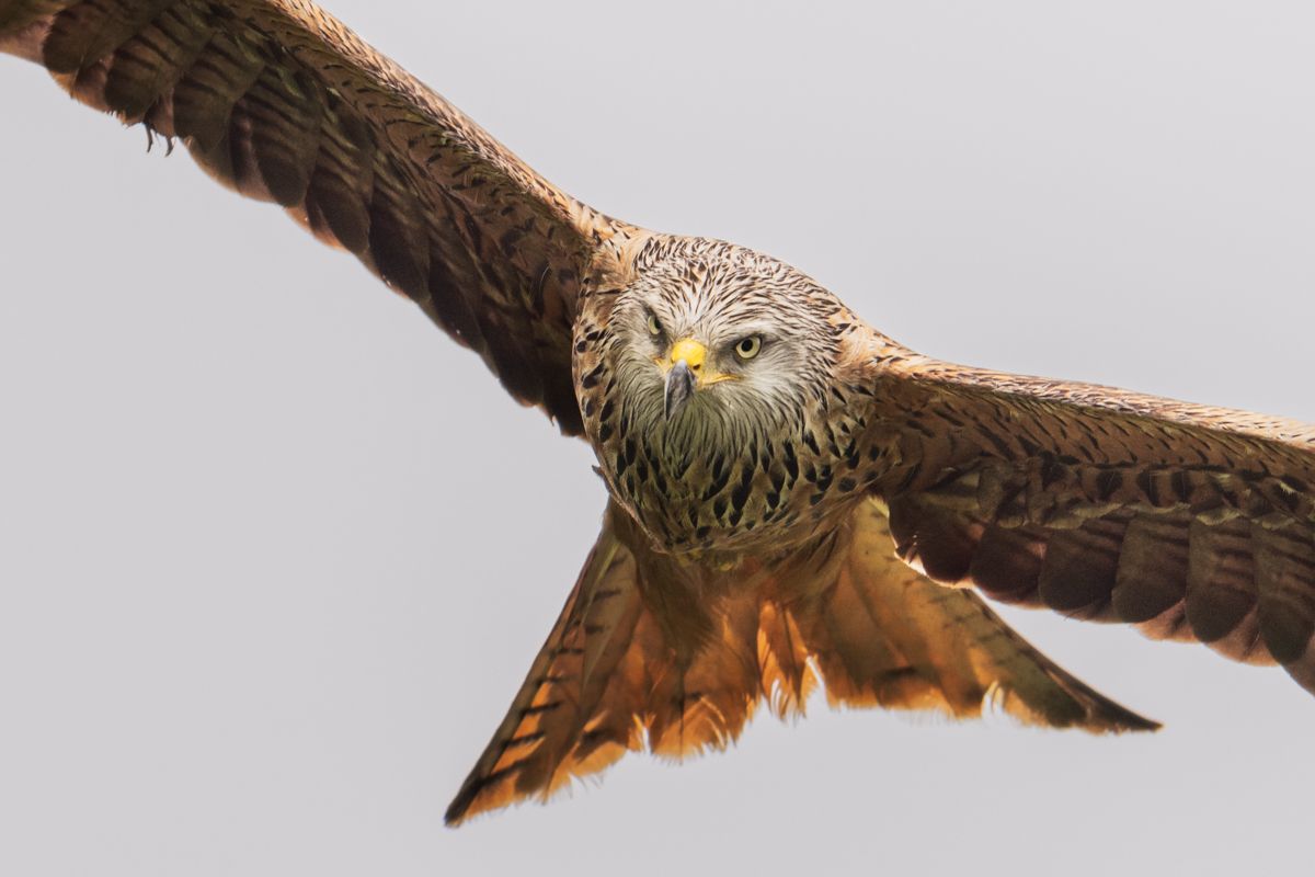 Galerie mit Fotos von Greifvögeln, fotografiert von Naturfotograf Nicolas Stettler.